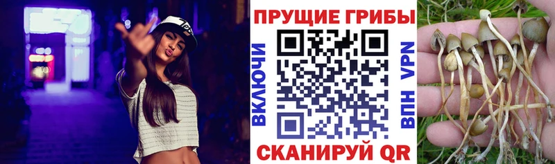 Галлюциногенные грибы Psilocybe  Купить  Новая Усмань 